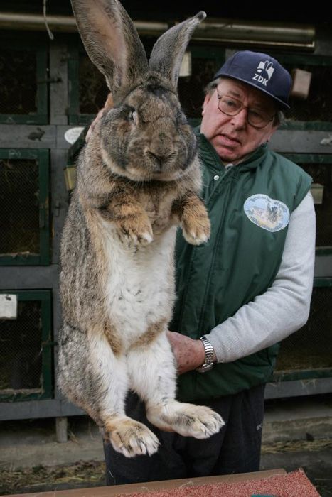 LAS OREJAS DEL CONEJO