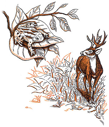 LOS SAPOS Y EL VENADO