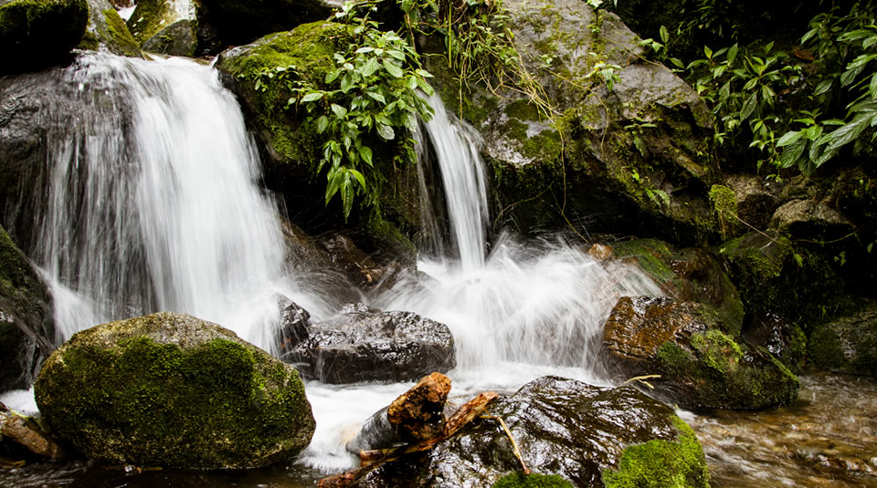 SAMAN�: DESCUBRE LA JOYA NATURAL DE CALDAS