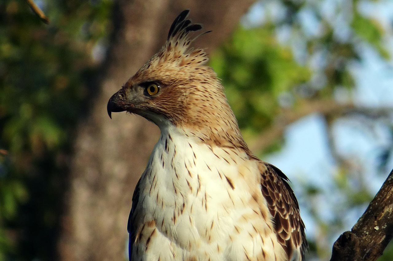 SAMAN�: DESCUBRE LA JOYA NATURAL DE CALDAS