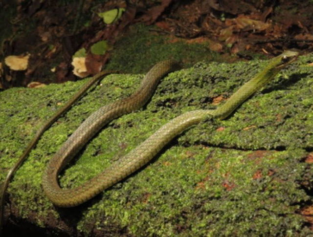 Berlin_serpiente